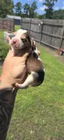 Ch. Show bloodline Pocket female #1, a female Beagle for sale in Jamesville, NC – 3 of 9