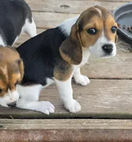 Akc Champion bloodline pocket female , a female Beagle for sale in Jamesville, NC – Photo 4 of 7
