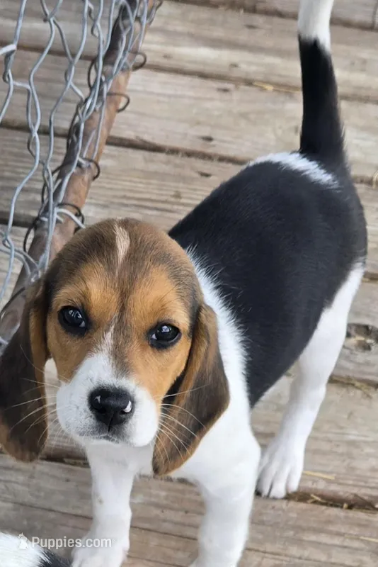 Akc Champion bloodline pocket female  – Beagle puppy for sale in Jamesville, NC