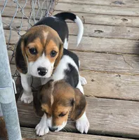 Akc Champion bloodline pocket female , a female Beagle for sale in Jamesville, NC – Photo 6 of 7