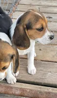Akc Champion bloodline pocket female , a female Beagle for sale in Jamesville, NC – Photo 5 of 7