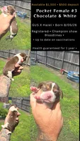 Ch. Show bloodline Pocket female #3, a female Beagle for sale in Jamesville, NC – 10 of 10