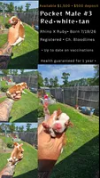 Litter 1 Pocket Male#3, a male Beagle for sale in Jamesville, NC – 7 of 9