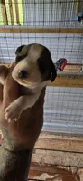 Standard Female #2, a female Beagle for sale in Jamesville, NC – 7 of 10