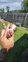 Litter 1 Pocket Male#2, a male Beagle for sale in Jamesville, NC – 7 of 9