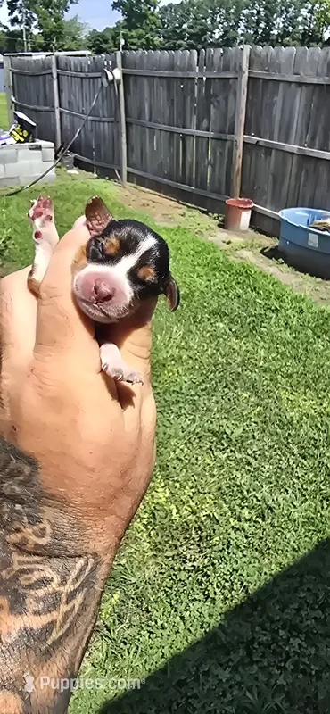 Litter 1 Pocket Female #2 – Beagle puppy for sale in Jamesville, NC
