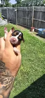 Litter 1 Pocket Female #2, a female Beagle for sale in Jamesville, NC – 1 of 9