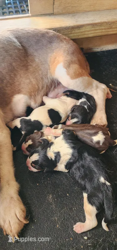 Akc CH. Pocket Beagle