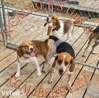 Akc CH. Pocket Beagle, a female Beagle for sale in Jamesville, NC – Photo 5 of 9