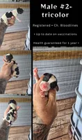 Litter two Male #2, a male Beagle for sale in Jamesville, NC – 2 of 8