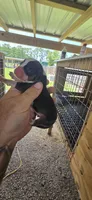 Pocket Male#3, a male Beagle for sale in Jamesville, NC – 5 of 10