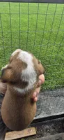 Litter 1 Ch. Bloodline Pocket beagle Male#1, a male Beagle for sale in Jamesville, NC – 5 of 10