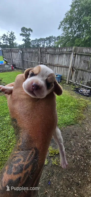 Litter 1 Pocket Male#2 – Beagle puppy for sale in Jamesville, NC