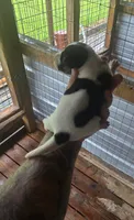 Standard Female#1, a female Beagle for sale in Jamesville, NC – 2 of 10