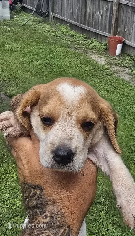 Litter 1 Ch. Show Bloodline Pocket beagle Male#2 – Beagle puppy for sale in Jamesville, NC