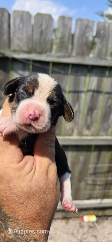 Litter two pocket Female #2 – Beagle puppy for sale in Jamesville, NC