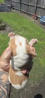 Ch. Show bloodline Pocket female #4, a female Beagle for sale in Jamesville, NC – 7 of 10