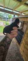 Pocket Male#3, a male Beagle for sale in Jamesville, NC – 7 of 10