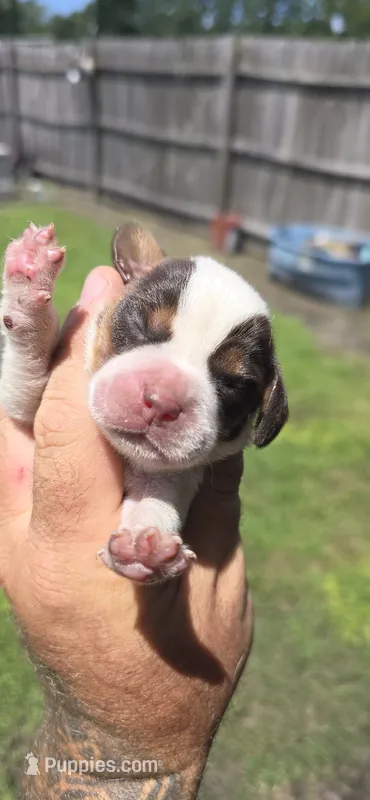 Ch. Show bloodline Pocket female #2 – Beagle puppy for sale in Jamesville, NC