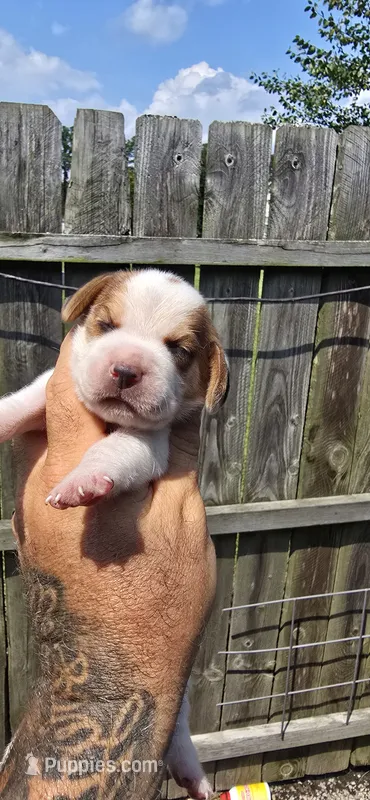 Litter 2 Pocket Male#1 – Beagle puppy for sale in Jamesville, NC