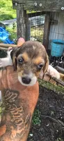 Female #3, a female Beagle for sale in Jamesville, NC – 5 of 8