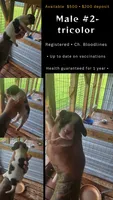 Standard Litter two Male #2, a male Beagle for sale in Jamesville, NC – 5 of 10