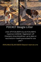 Ch. Show bloodline Pocket female #1, a female Beagle for sale in Jamesville, NC – 9 of 10
