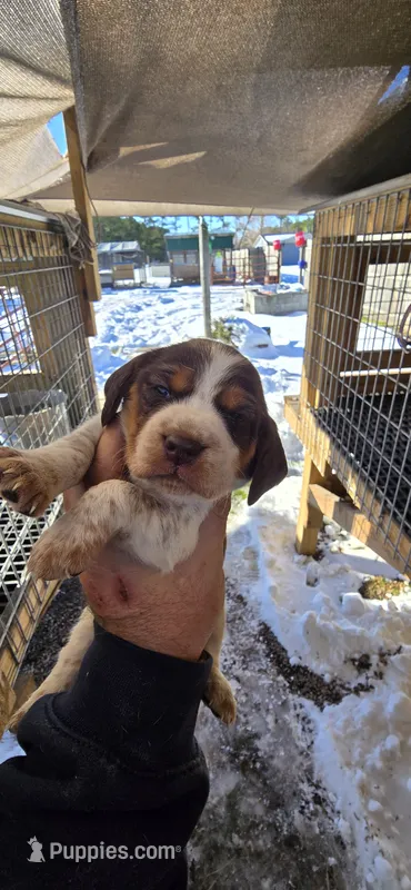 Ch. Bloodline pocket Male #3