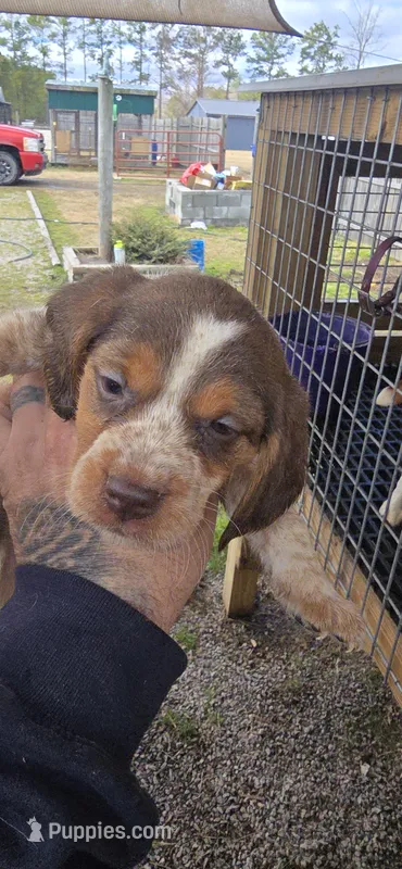 Ch. Bloodline pocket Male #3