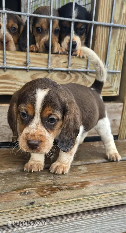 Ch. Bloodline pocket Male #3