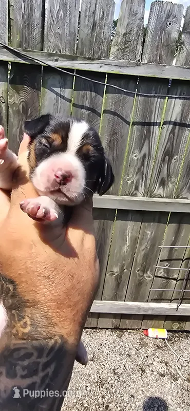 Litter 2 Pocket Male#3 – Beagle puppy for sale in Jamesville, NC