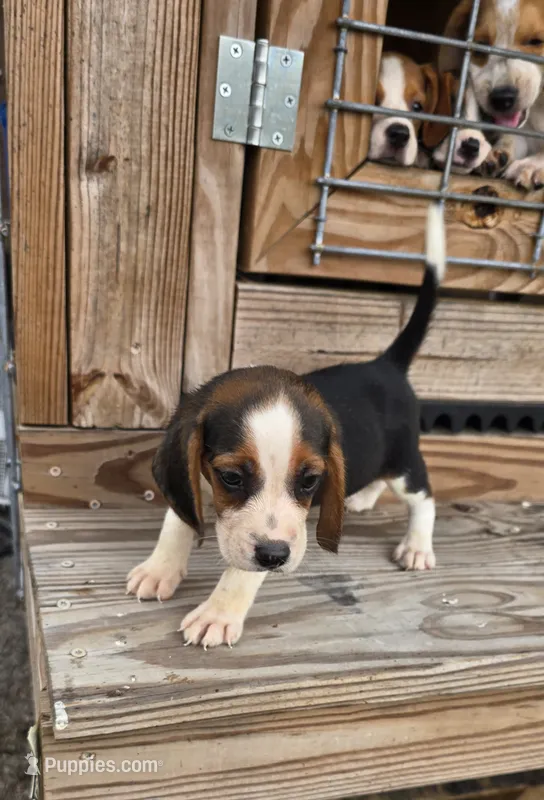 Litter two Ch. Show Bloodline Pocket beagle Male #5 – Beagle puppy for sale in Jamesville, NC
