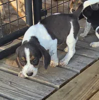 Blue Male pocket, a male Beagle for sale in Jamesville, NC – 4 of 9