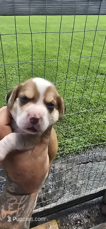Litter 1 Pocket Male#1 – Beagle puppy for sale in Jamesville, NC