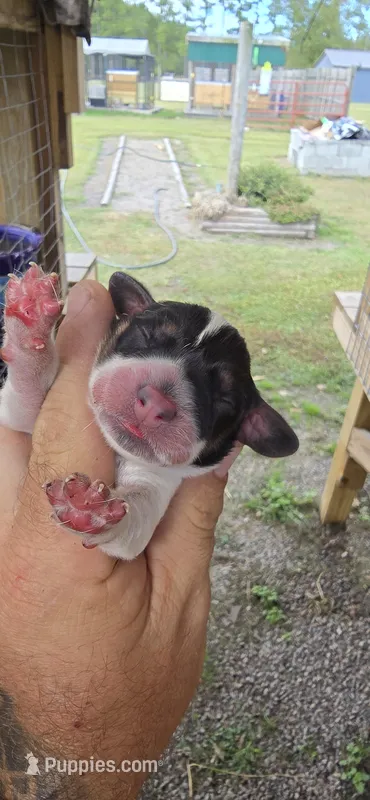 Ch. Bloodline pocket female #4, a female Beagle for sale in Jamesville, NC – Photo 1 of 10