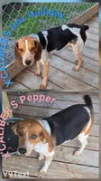 Ch. Bloodline pocket female #4, a female Beagle for sale in Jamesville, NC – Photo 8 of 10