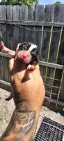 Litter 2 Pocket Male#3, a male Beagle for sale in Jamesville, NC – 8 of 10