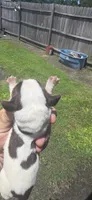 Ch. Show bloodline Pocket female #2, a female Beagle for sale in Jamesville, NC – 7 of 10