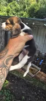 Male#1, a female Beagle for sale in Jamesville, NC – 2 of 7