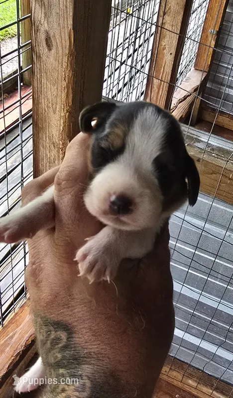 Standard Female #2 – Beagle puppy for sale in Jamesville, NC