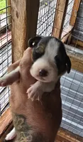 Standard Female #2, a female Beagle for sale in Jamesville, NC – 1 of 10