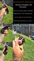 Litter 1 Pocket Female #2, a female Beagle for sale in Jamesville, NC – 7 of 9