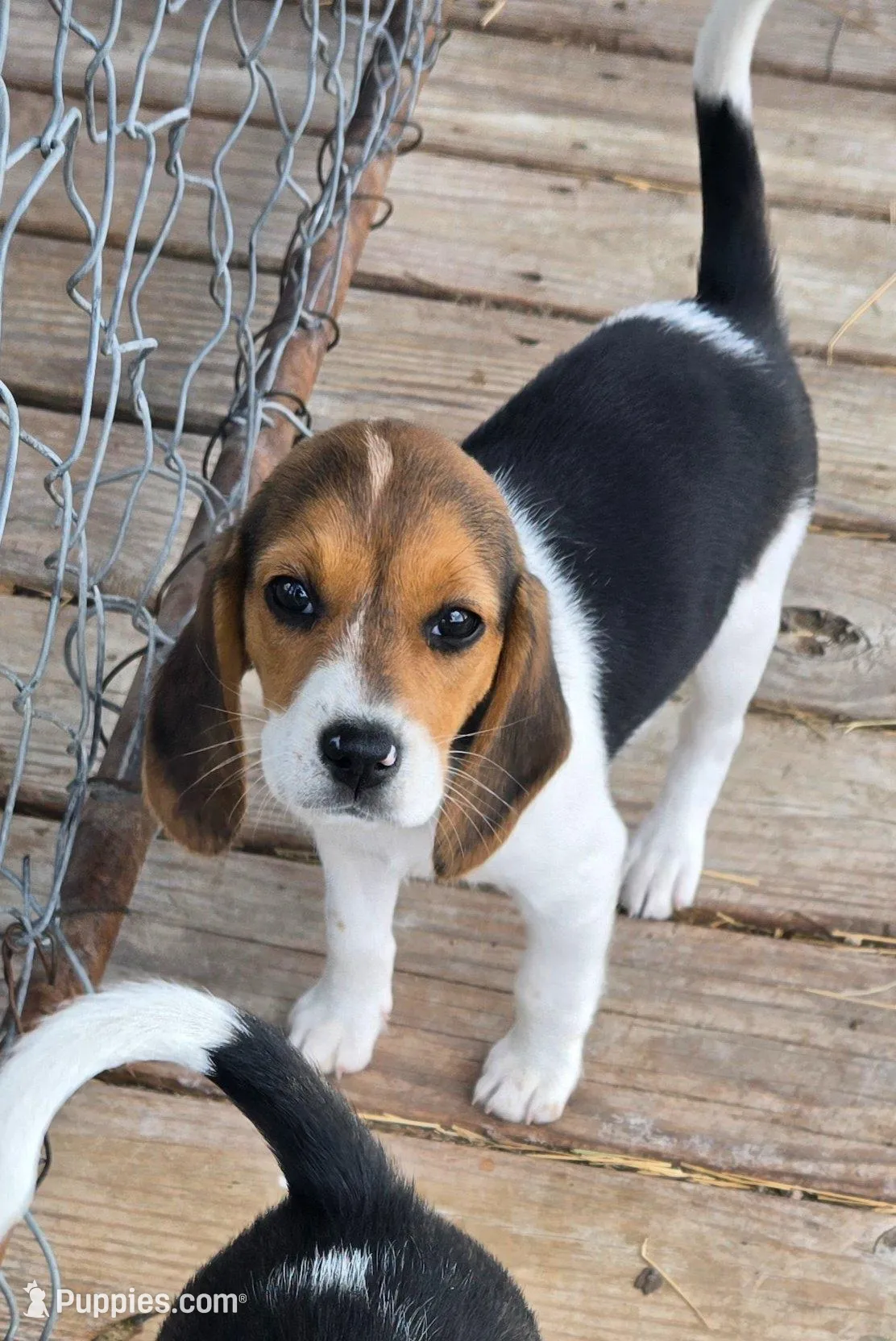Akc Champion bloodline pocket female , a female Beagle for sale in Jamesville, NC – Photo 2 of 7