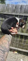 Litter 2 Ch. Bloodline Pocket beagle Male#3, a male Beagle for sale in Jamesville, NC – 6 of 10