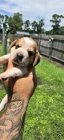 Litter 1 Ch. Bloodline Pocket beagle Male#2, a male Beagle for sale in Jamesville, NC – 5 of 10