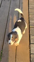 Blue Male pocket, a male Beagle for sale in Jamesville, NC – 3 of 9