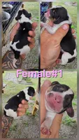 Ch. Bloodline pocket female #1, a female Beagle for sale in Jamesville, NC – Photo 9 of 10