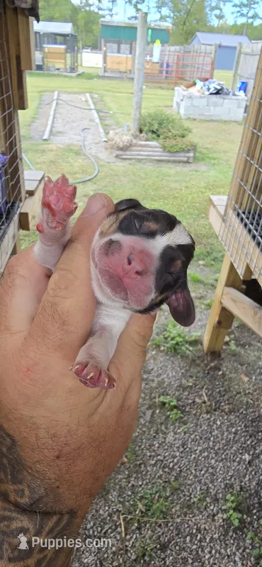 Ch. Bloodline pocket female #1, a female Beagle for sale in Jamesville, NC – Photo 1 of 10