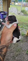 Ch. Bloodline pocket female #1, a female Beagle for sale in Jamesville, NC – Photo 3 of 10