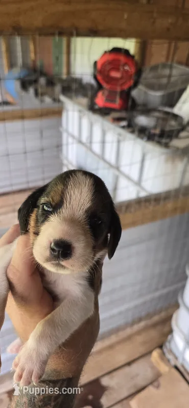 Standard Female #2 – Beagle puppy for sale in Jamesville, NC